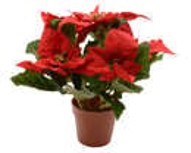 Poinsettia Poinsettia in Pot | 627876