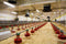 Farm Animal Equipment