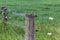 Electric Fencing & Accessories