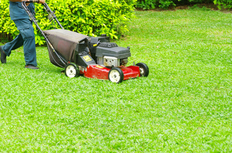 Plant & Lawn Care