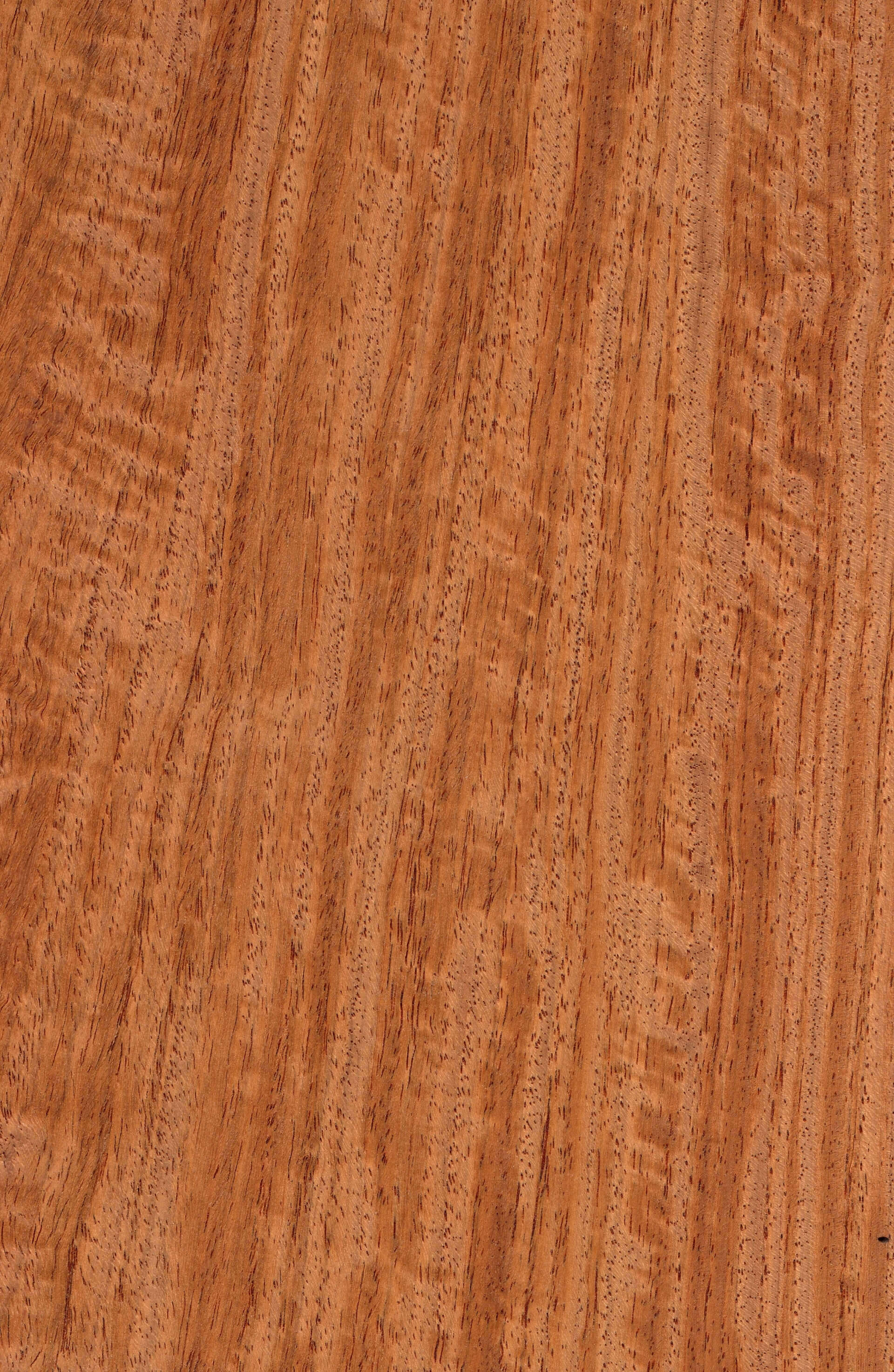 Satinwood