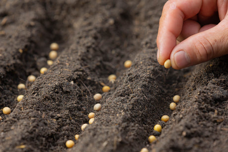 Seeds & Bulbs