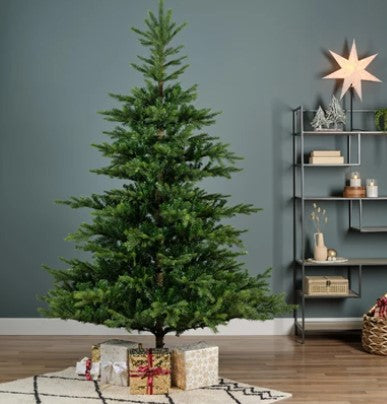 Grandis Fir 5ft Tree│681450