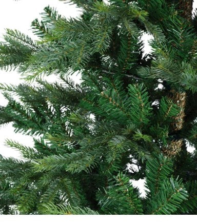Grandis Fir 5ft Tree│681450