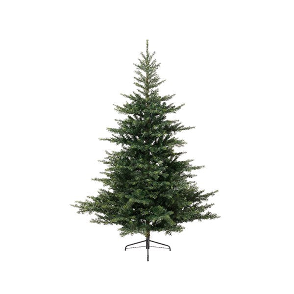 Grandis Fir 6ft Tree│681451