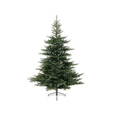 Grandis Fir 6ft Tree│681451