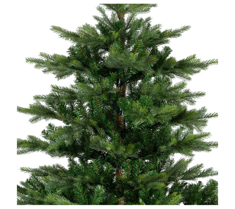 Grandis Fir 10ft Tree | 681454