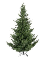 Norway Spruce 7ft Tree |  684815