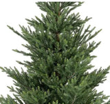 Norway Spruce 7ft Tree |  684815