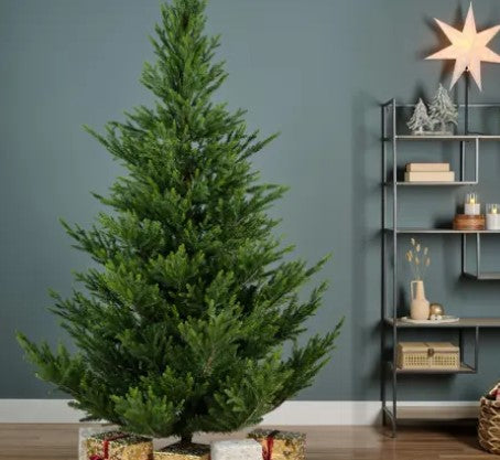 Norway Spruce 7ft Tree |  684815