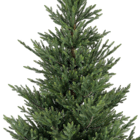 Norway Spruce 8ft Tree | 684816