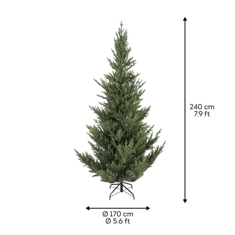 Norway Spruce 8ft Tree | 684816