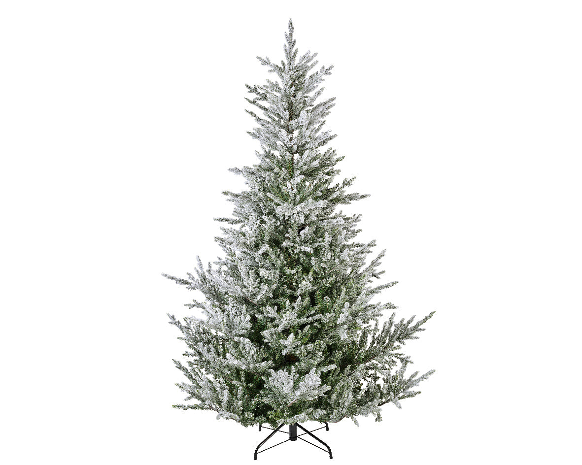 Norway Snowy Spruce 7ft Tree | 684837
