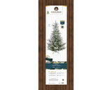 Norway Snowy Spruce 7ft Tree | 684837