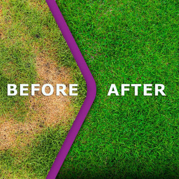 Moss-Out 5 litre | MOSS5