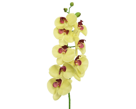Yellow Orchid on Stem│800517