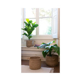 97cm Artificial Fig tree in Plant Pot│800806