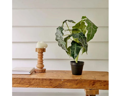 Alocasia In Pot│801000