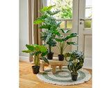 Alocasia In Pot│801000