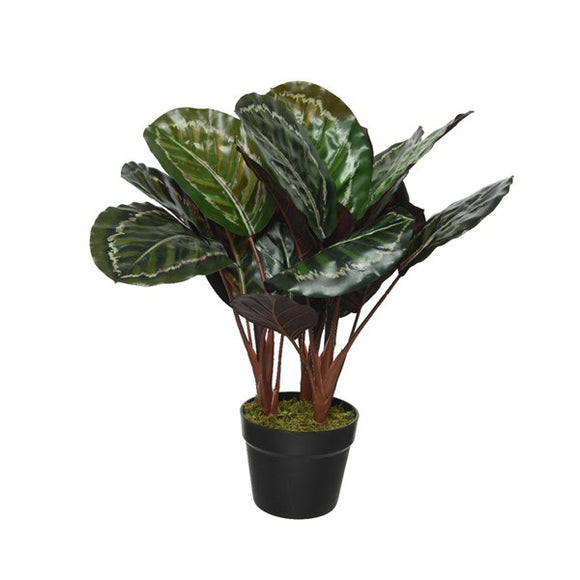 47cm Artificial Calathea in Plant Pot│801116