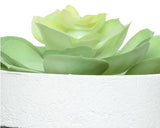 Succulent in Pot│801138