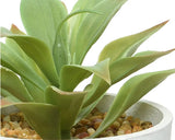Succulent in Pot│801138