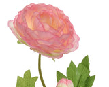 Ranunculus Pink Spray│802242